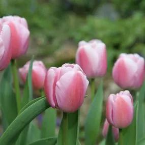 Ollioules Tulip (Tulipa Ollioules) Img 2